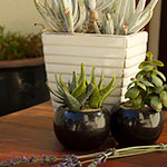 Arum Place Guest House